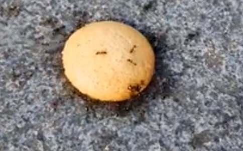 我發(fā)現(xiàn)了螞蟻秘密作文