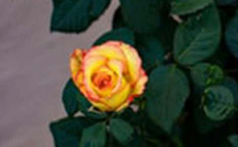 ժõ������