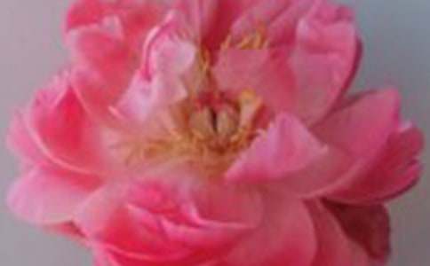 美麗的玫瑰海棠作文