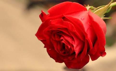 �ҵ�õ�廨-�P(gu��n)���B(y��ng)��������500��