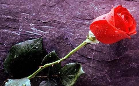 描寫玫瑰花的作文200字(精選21篇)