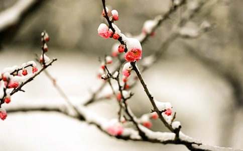 �茑÷������ʮƪ