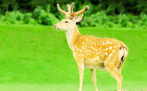 寓言故事:驕傲的梅花鹿
