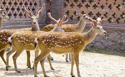 寫梅花鹿的作文(精選18篇)