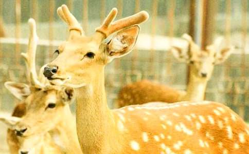 梅花鹿與小猴作文350字