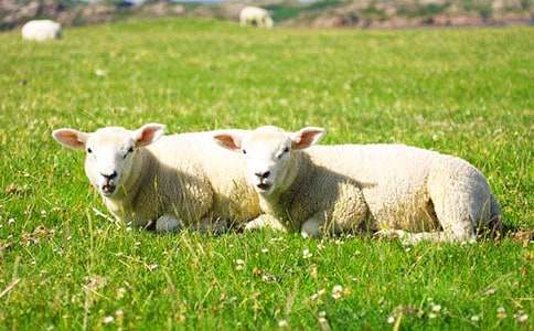 寓言故事《宙斯和綿羊》(通用10則)