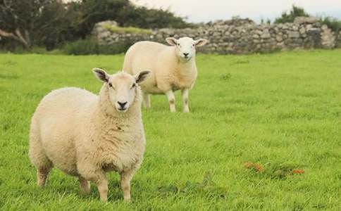 �������˵�С�d��-ͯԒ��������650��