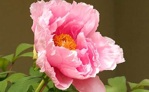 �^��ĵ��������11ƪ