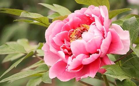 ĵ��������