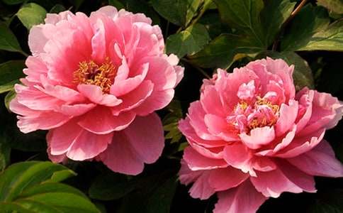 �^��ĵ�������ģ�ͨ��27ƪ��