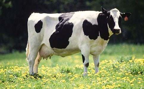 ��ţ����600�ְ�ƪ