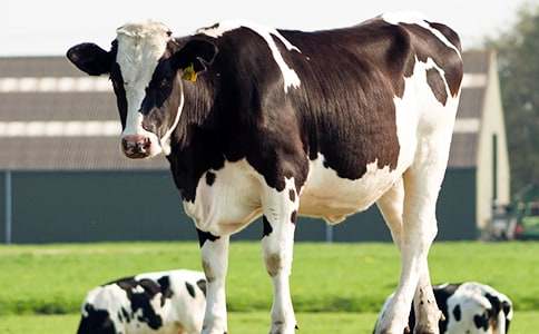 ��ţ����400����ƪ