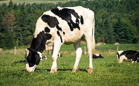 走進(jìn)奶牛場敘事作文