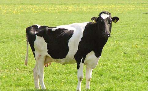 C�Z���㷨Ӗ(x��n)������ο��ţ