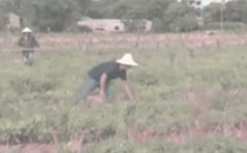 第一次干農(nóng)活優(yōu)秀作文