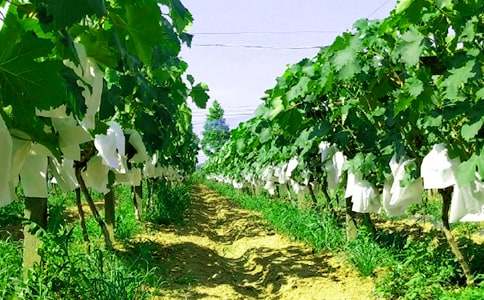 農(nóng)家樂園一日游作文500字