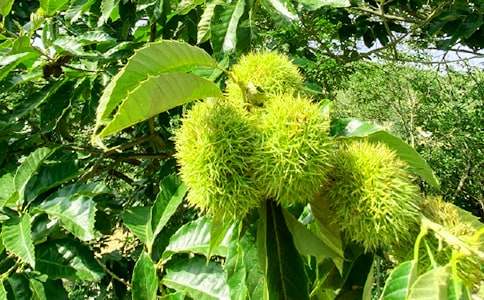 �r(n��ng)�Ҙ�(l��)�������꼉(j��)����500��