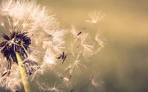 ��Ƭ�ѹ�Ӣ_����ӛ����