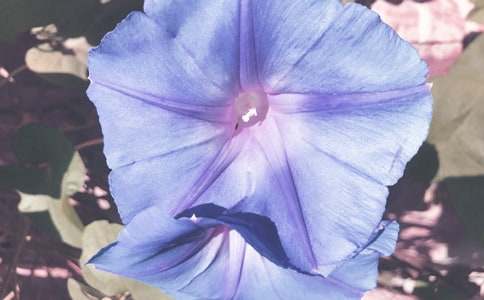 ���Ġ�����