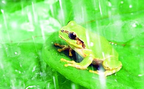 青蛙的啟示作文集錦13篇