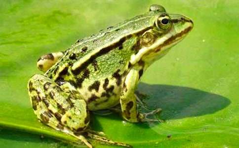 青蛙的啟示作文【精】