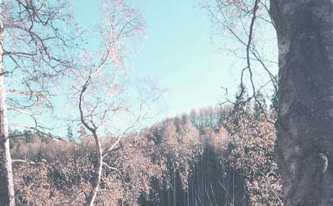 關(guān)于四年級秋季作文匯編六篇