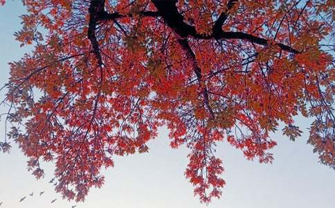 秋日的倔強(qiáng)作文