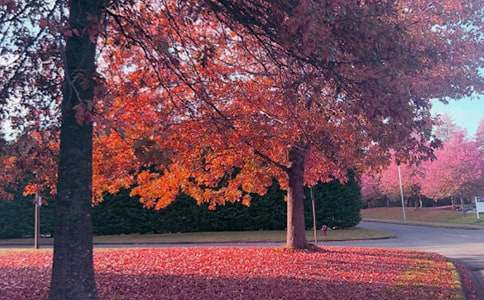秋日橘趣寫景作文(精選37篇)