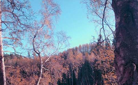 秋日的陽光作文合集10篇