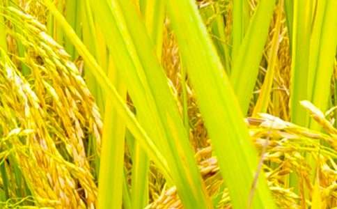 �茑(xi��)�r(n��ng)�����վ���ľ���