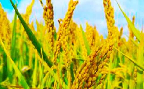 ���������S�P����