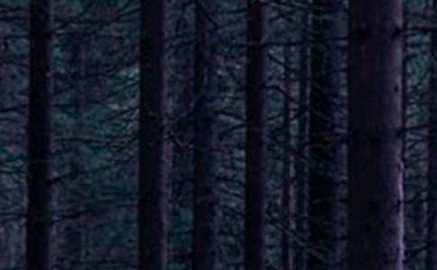 ���������P(p��n)ɽ��(gu��)��ɭ�ֹ��@���ģ�ͨ��5ƪ��