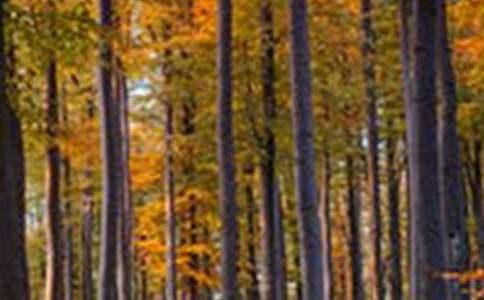 寫森林公園游記的作文650字左右