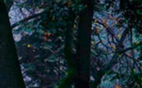 ���_��ɭ�ֹ��@���ģ�ͨ��12ƪ��