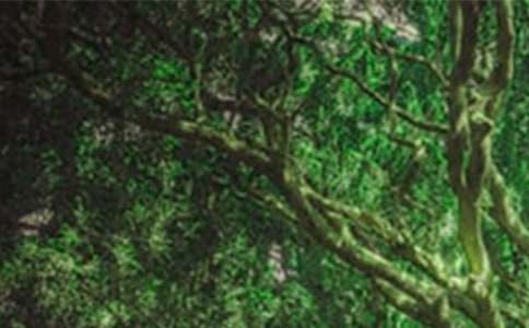 ������ɭ��150��