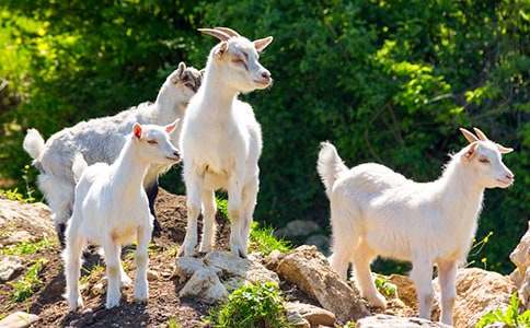 ɽ���^��ľ���x����