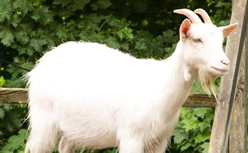 ɽ���^��ľ�����ĝM��