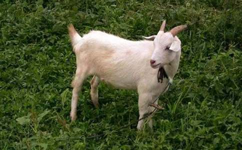 ɽ���^��(d��)ľ��Ԓ�}���ģ����x42ƪ��