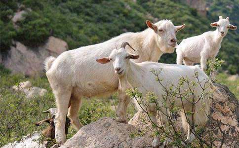 ɽ���^��(d��)ľ�򿴈D���ģ����x16ƪ��