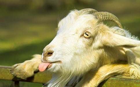 山羊過獨(dú)木橋的優(yōu)秀作文