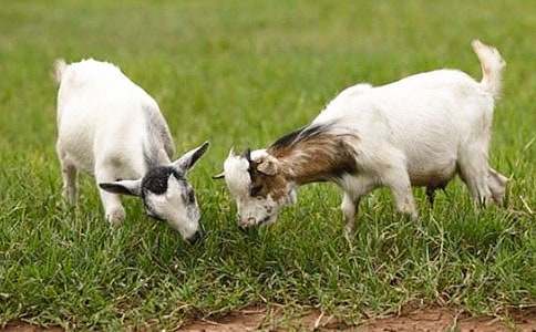 ɽ���^��(d��)ľ��(y��u)������