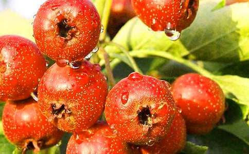 �茑ɽ高������200�֣����x28ƪ��