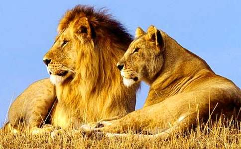 家鄉(xiāng)的獅子橋作文