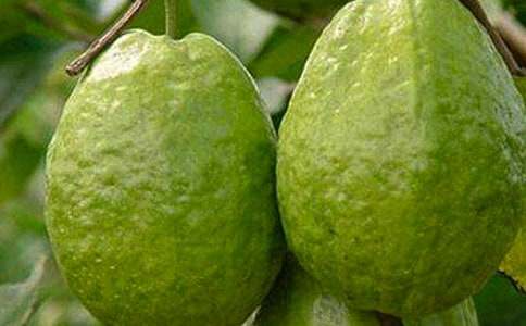 ʯ���������ƪ