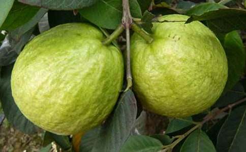 描寫石榴樹的小學作文(精選35篇)