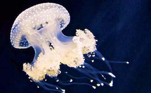 參觀水母展六年級作文