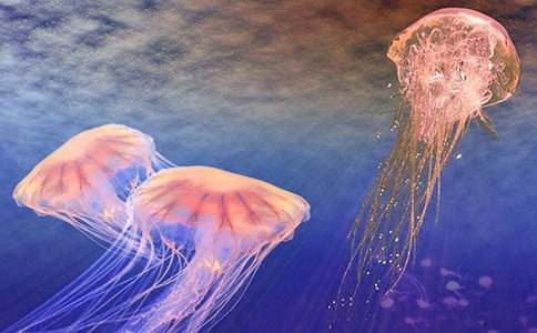 【精品】水母作文300字22篇