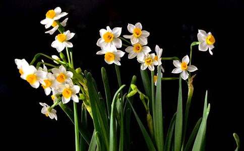 狀物作文:水仙的生長900字_狀物作文