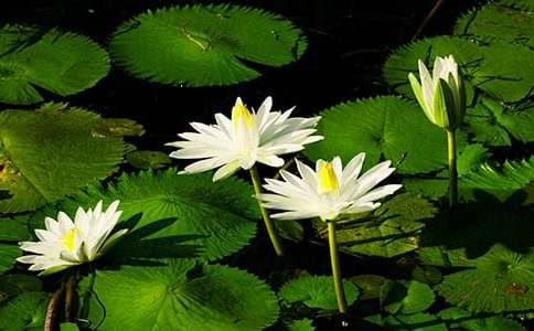 ˯ɏ�cɏ�����ķ��ģ�ͨ��30ƪ��