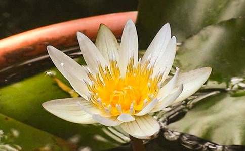 初中初一作文750字:傾聽睡蓮花開的聲音